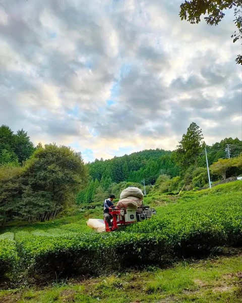 Kamairi-oolong Zairai di Atsumi Tea Garden - 100gr - immagine 2