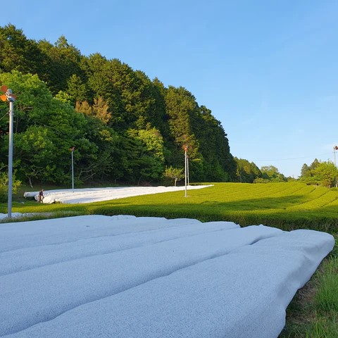 Kamairi-oolong Zairai di Atsumi Tea Garden - 100gr - immagine 3
