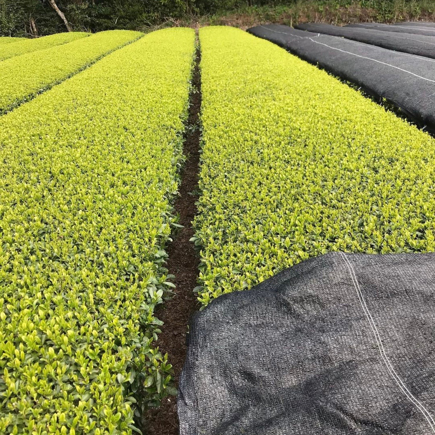 Sencha Meiryoku da Tanegashima di Iba Takahiro Tea Garden - 50gr - immagine 2