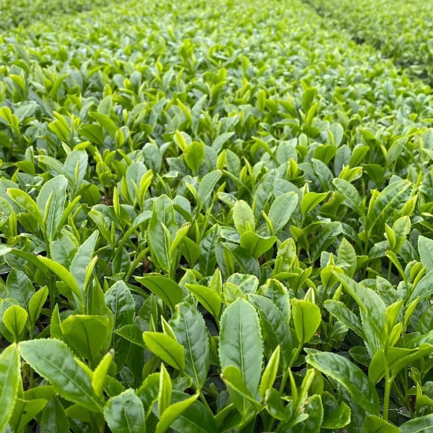 Sencha Meiryoku da Tanegashima di Iba Takahiro Tea Garden - 50gr - immagine 3